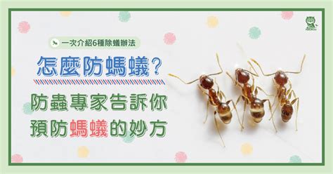 螞蟻聚集|怎麼防螞蟻？螞蟻大軍怕什麼？居家螞蟻防治專家告訴你預防螞蟻。